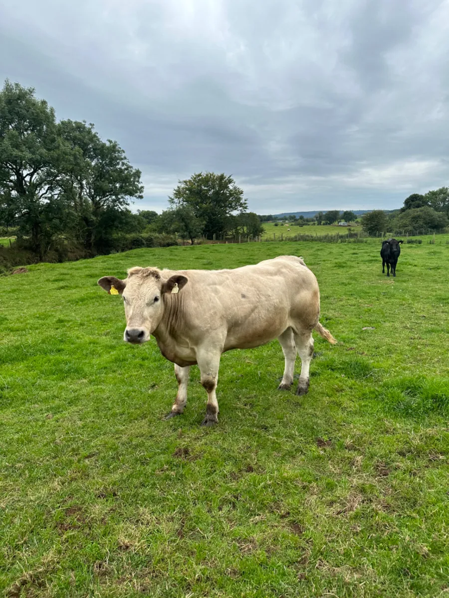 Springing Charolais heifer - Image 3