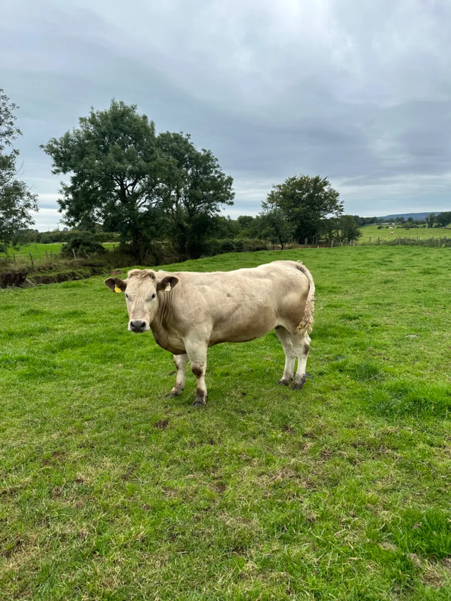 Springing Charolais heifer - Image 1