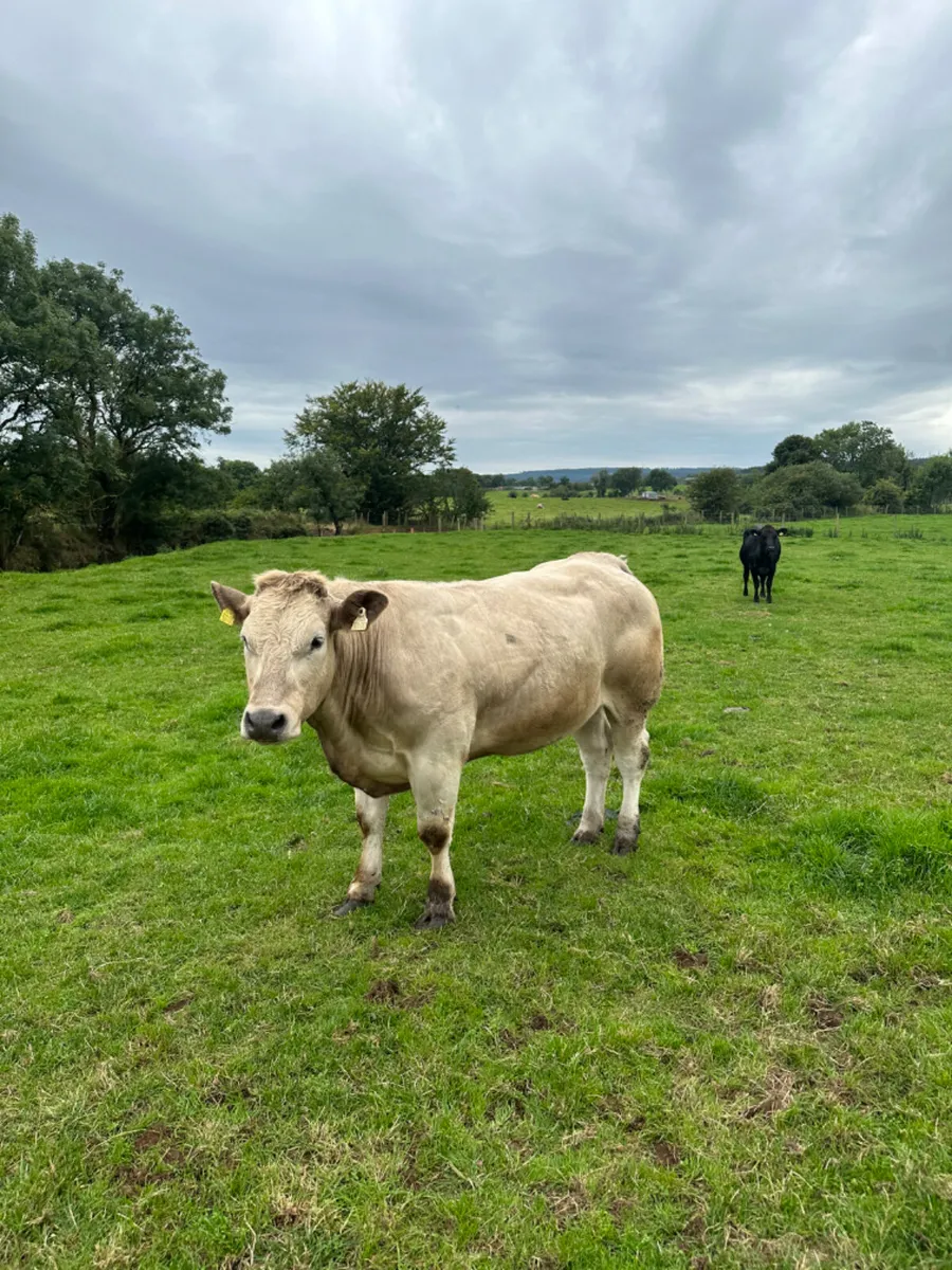 Springing Charolais heifer - Image 4