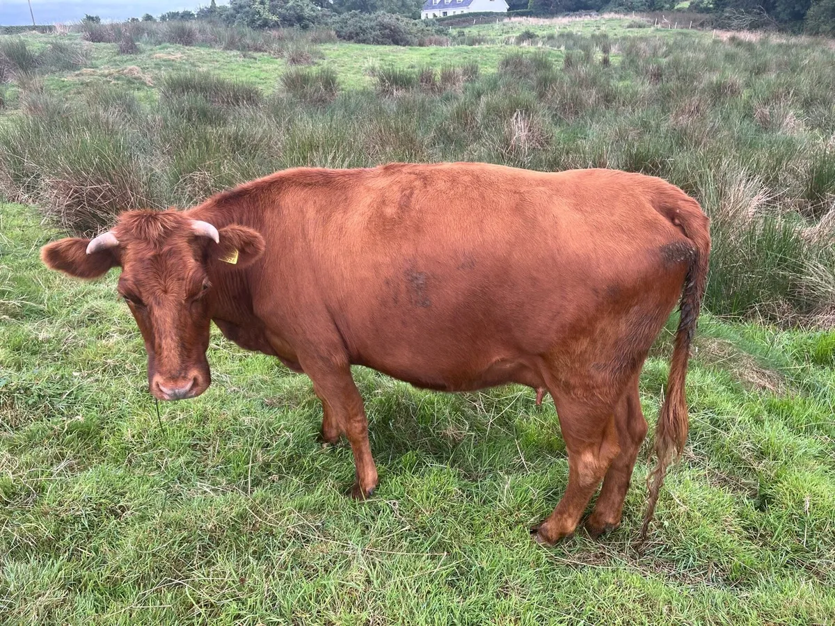 BóRiabhach cow and heifer calf For Sale - Image 1