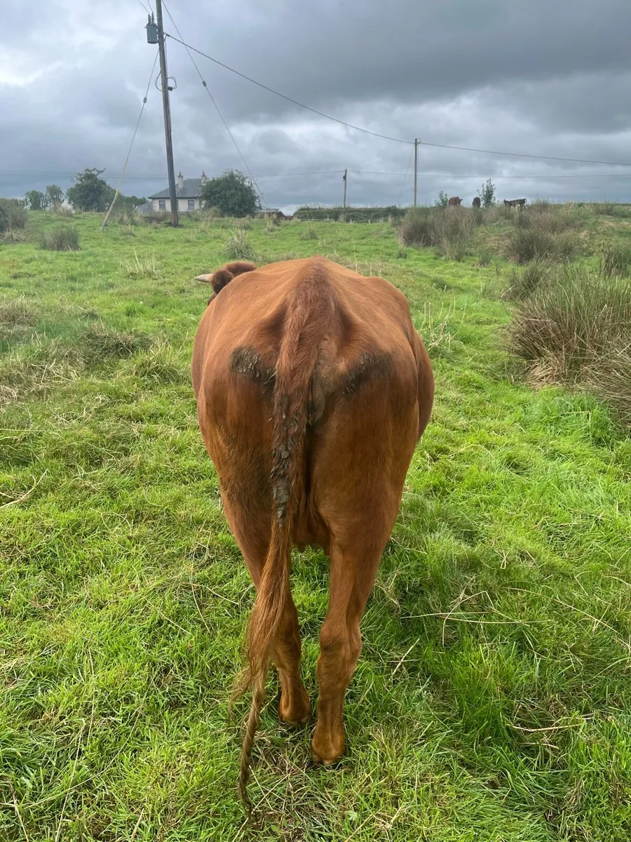 BóRiabhach cow and heifer calf For Sale - Image 2