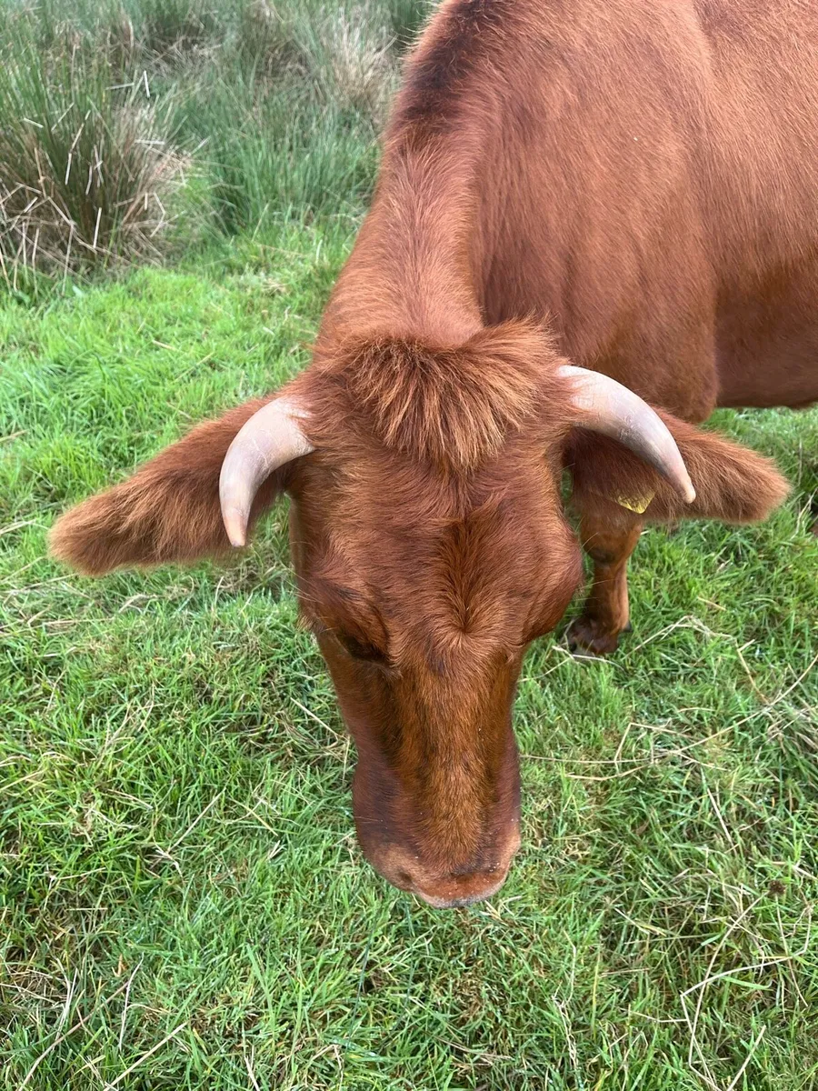 BóRiabhach cow and heifer calf For Sale - Image 3