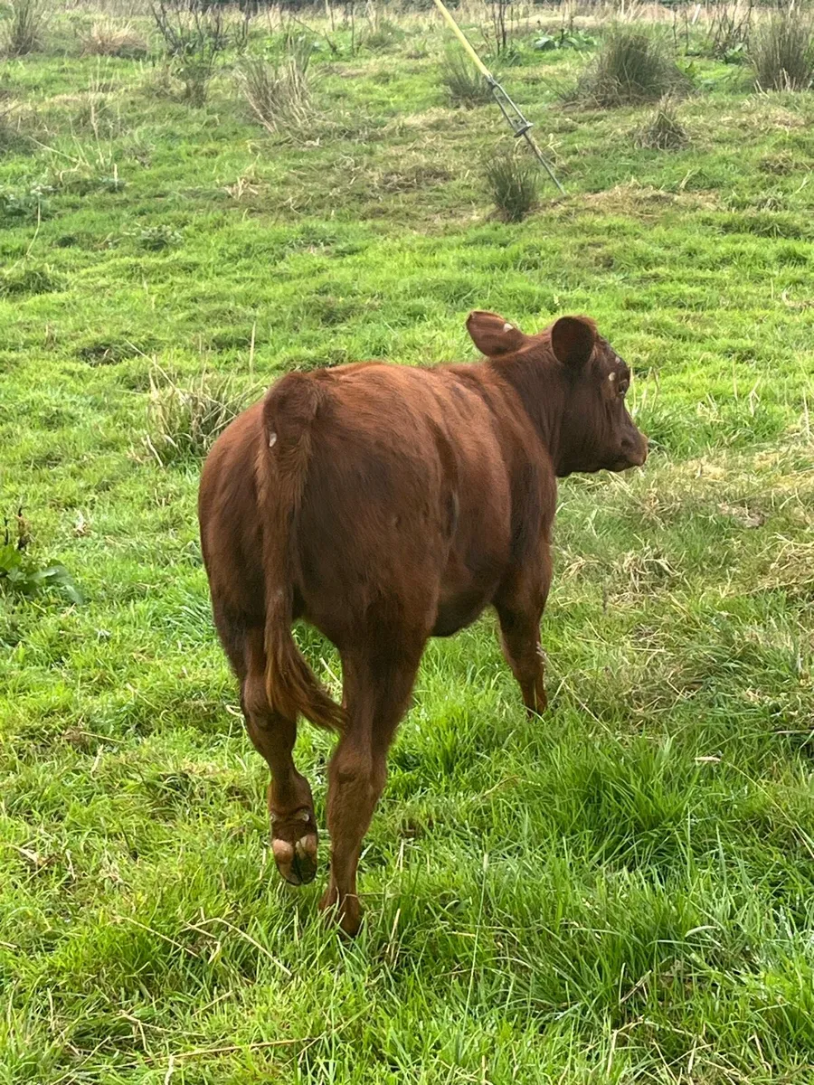 BóRiabhach cow and heifer calf For Sale - Image 4