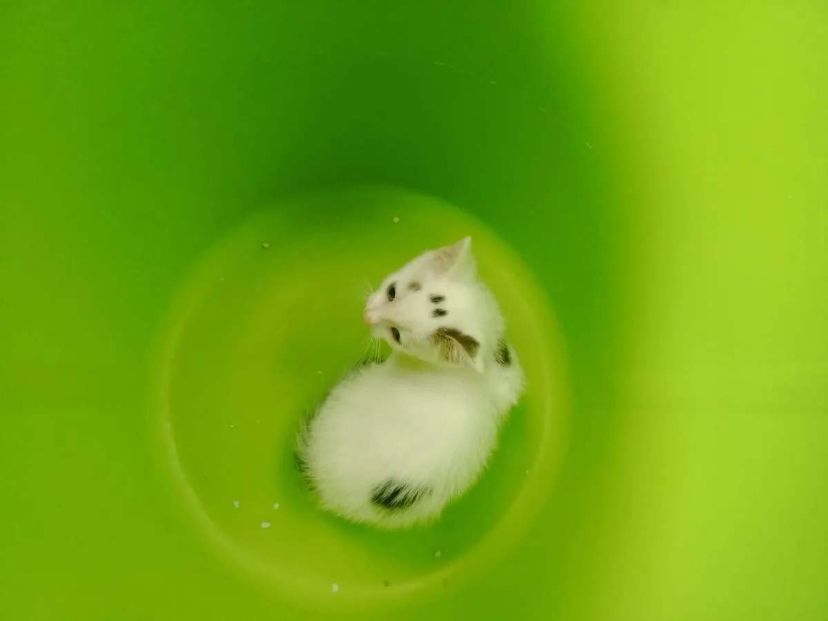 Kitten - Image 2