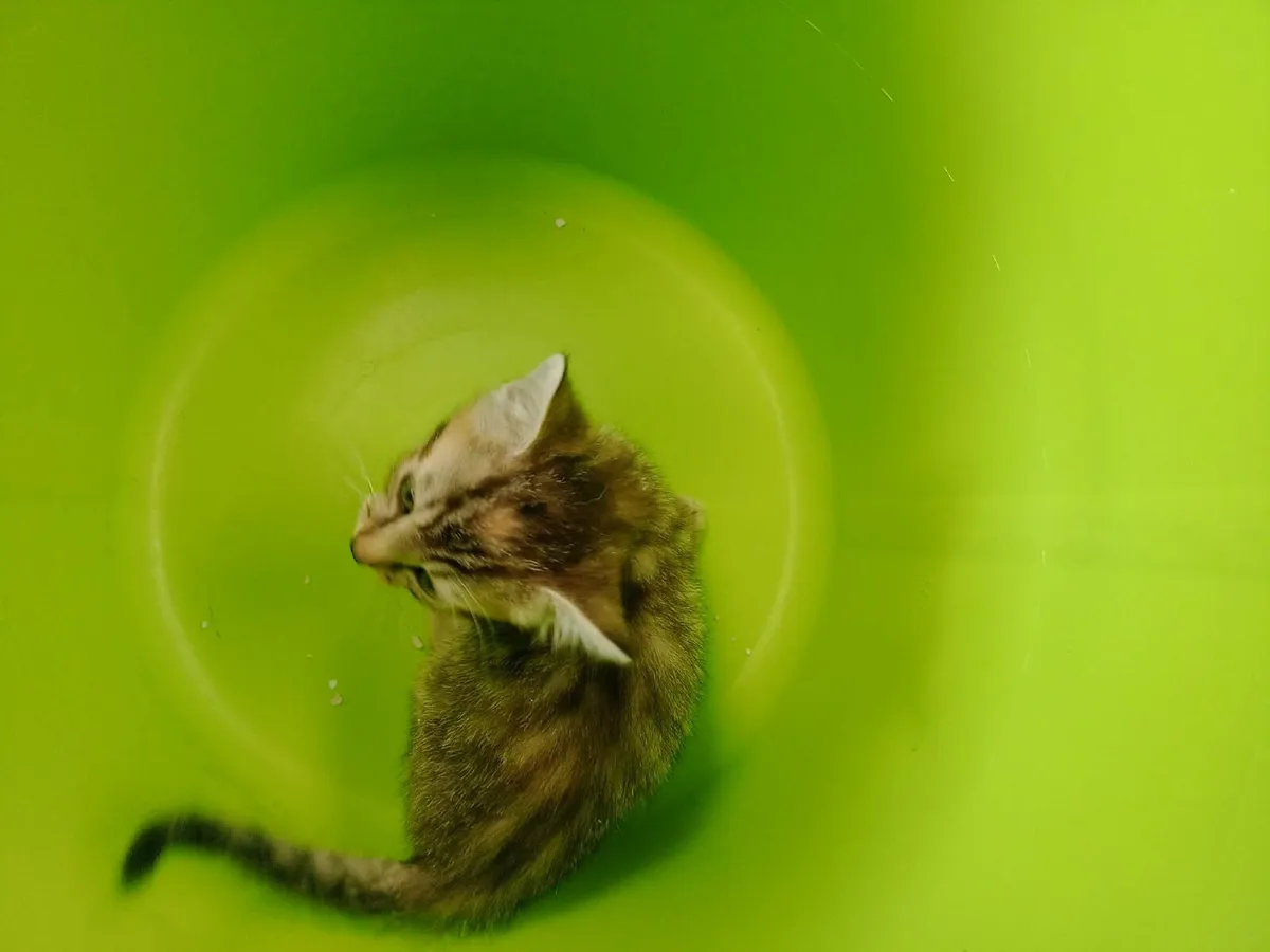 Kitten - Image 3