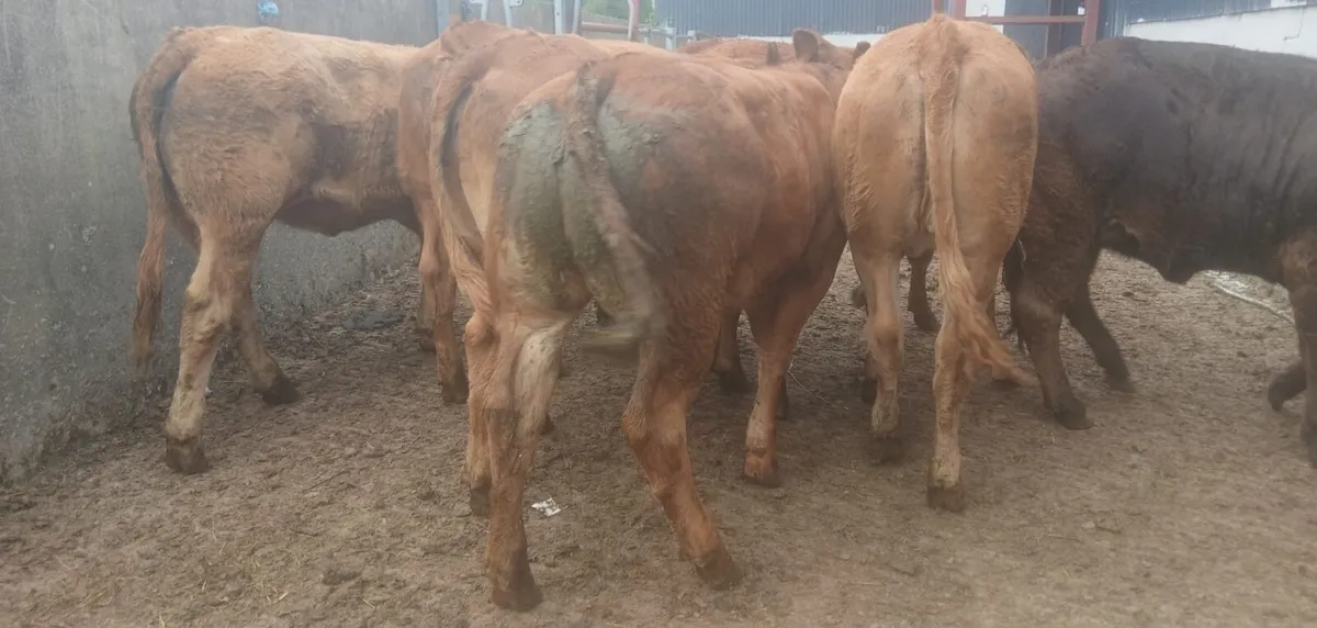 8 super limousin heifers - Image 1