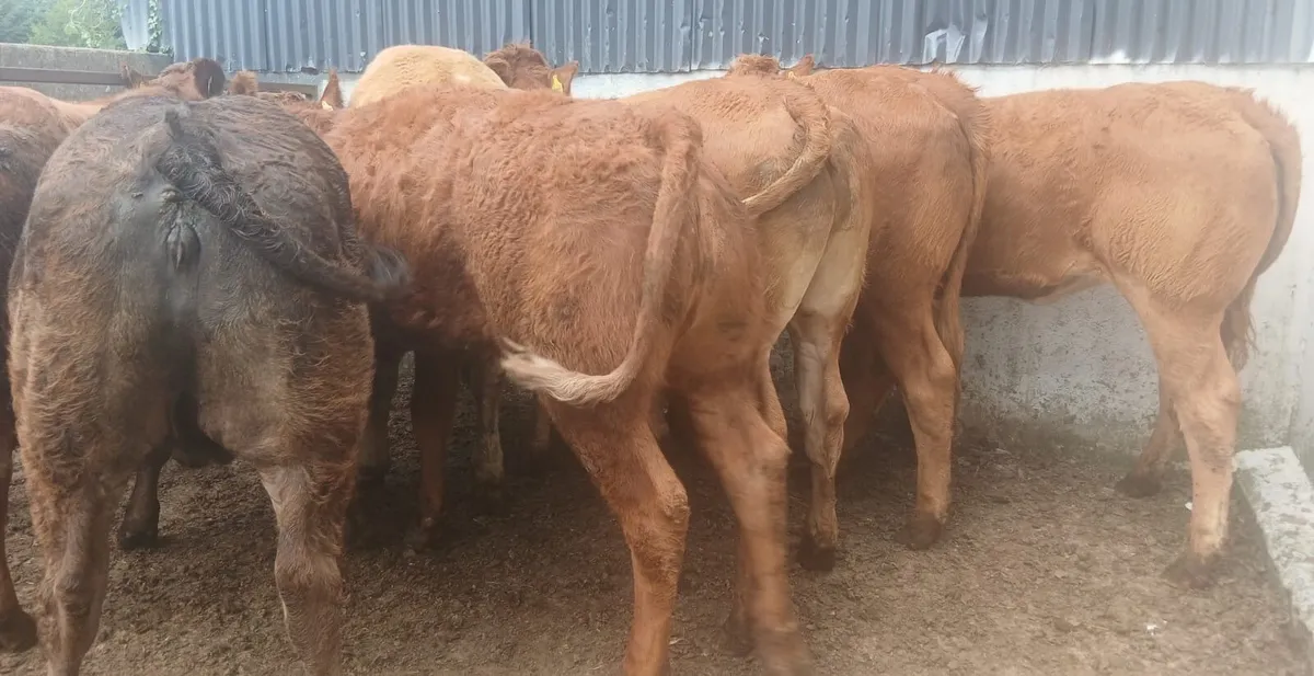 8 super limousin heifers - Image 2