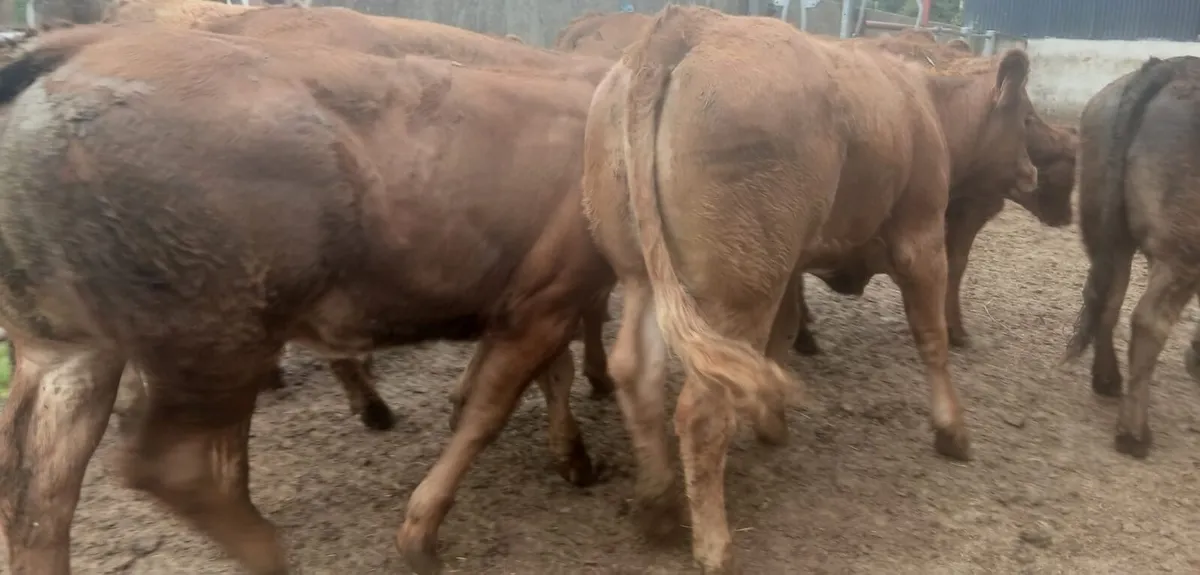 8 super limousin heifers - Image 4
