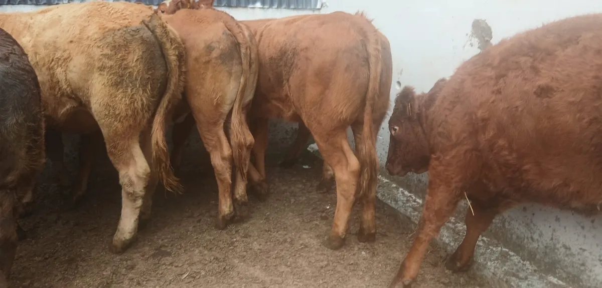 8 super limousin heifers - Image 3
