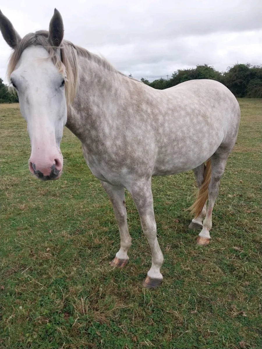 IRISH DRAUGHT MARE FOR SALE - Image 1