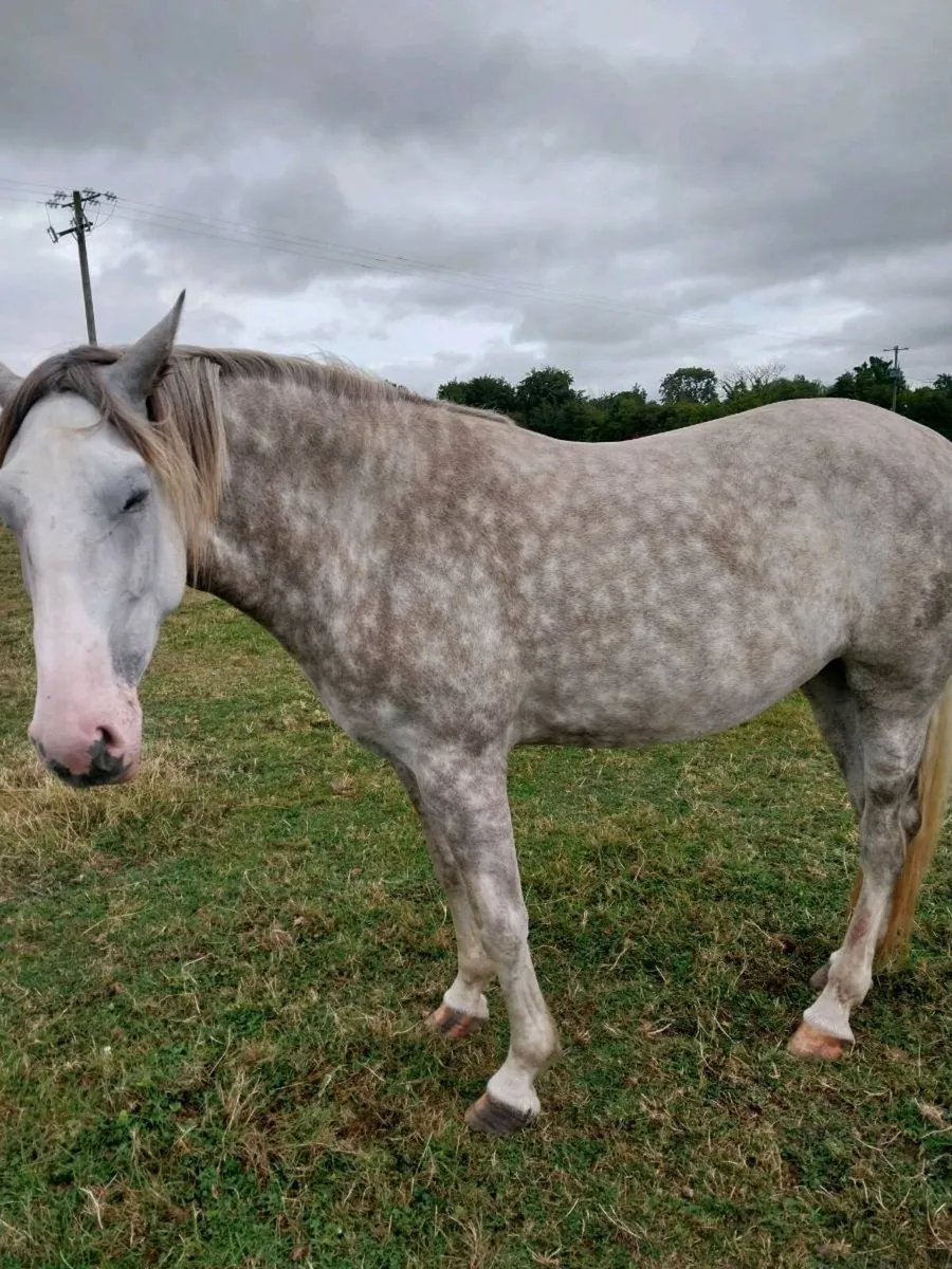 IRISH DRAUGHT MARE FOR SALE - Image 2