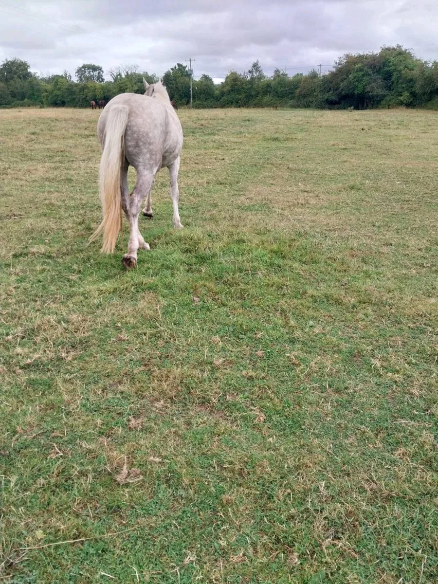 IRISH DRAUGHT MARE FOR SALE - Image 3