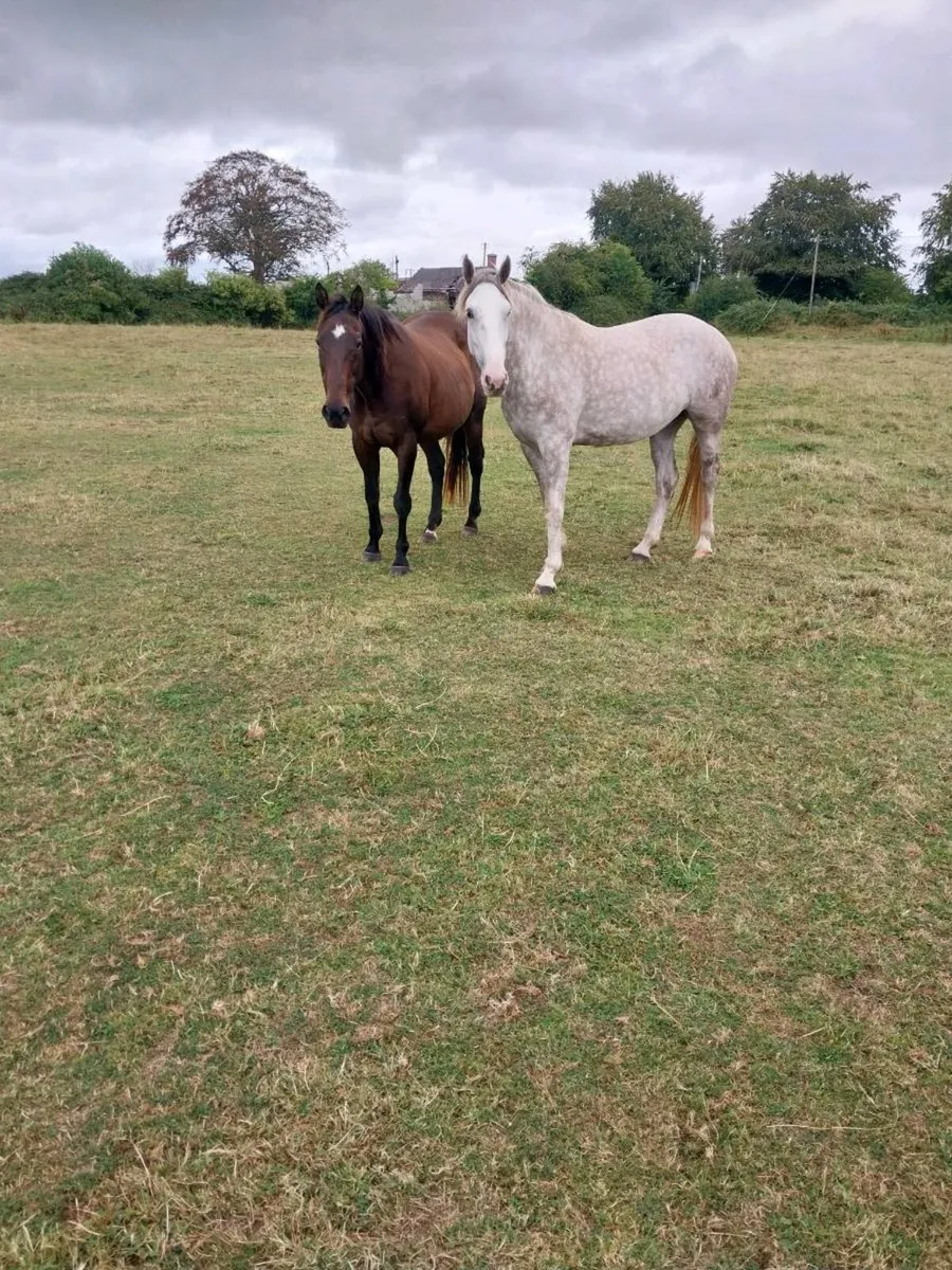 IRISH DRAUGHT MARE FOR SALE - Image 4
