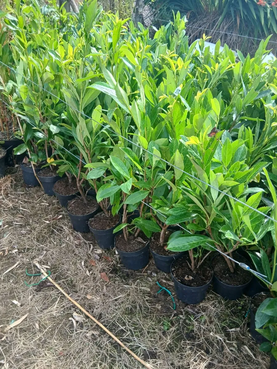Laurel Hedging 3 feet tall €4 each. - Image 1