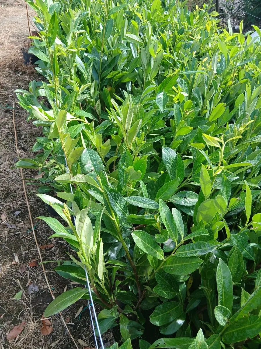 Laurel Hedging 3 feet tall €4 each. - Image 3
