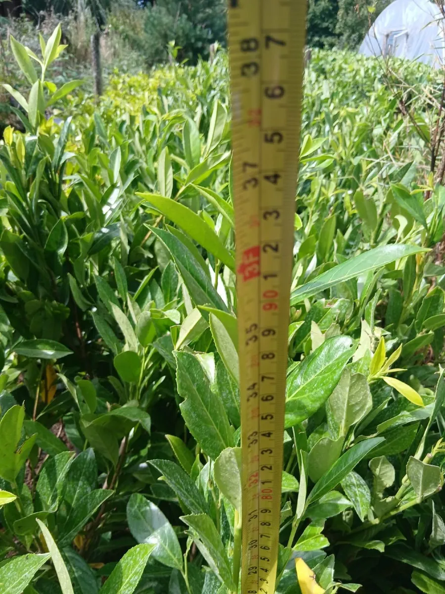 Laurel Hedging 3 feet tall €4 each. - Image 2