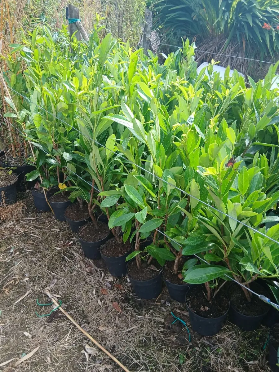 Laurel Hedging 3 feet tall €4 each. - Image 4