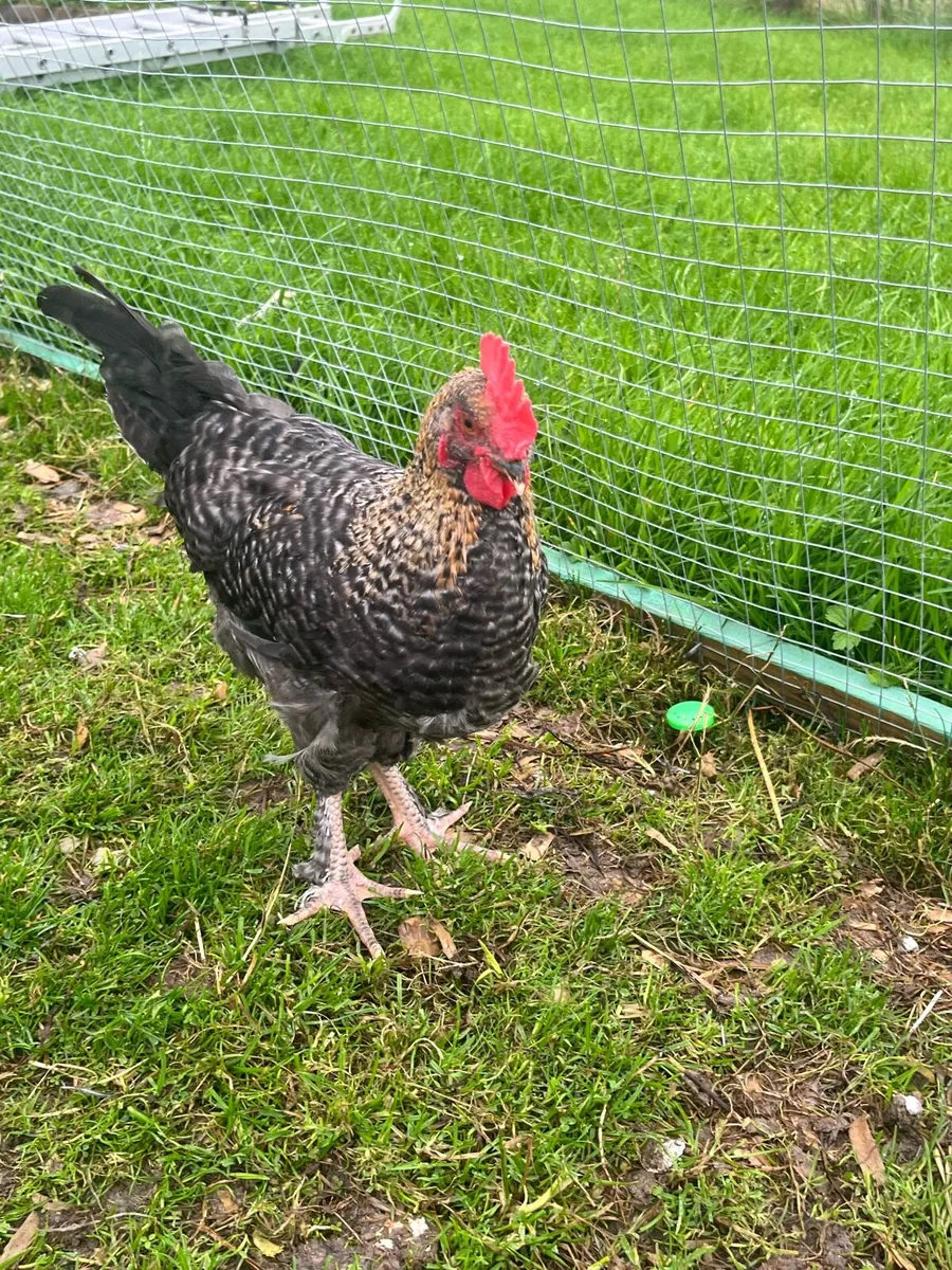 Olive Egger Rooster & Black Pekins - Image 2