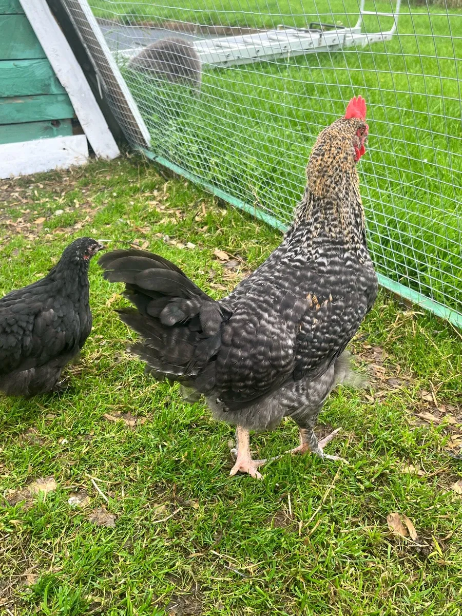 Olive Egger Rooster & Black Pekins - Image 3