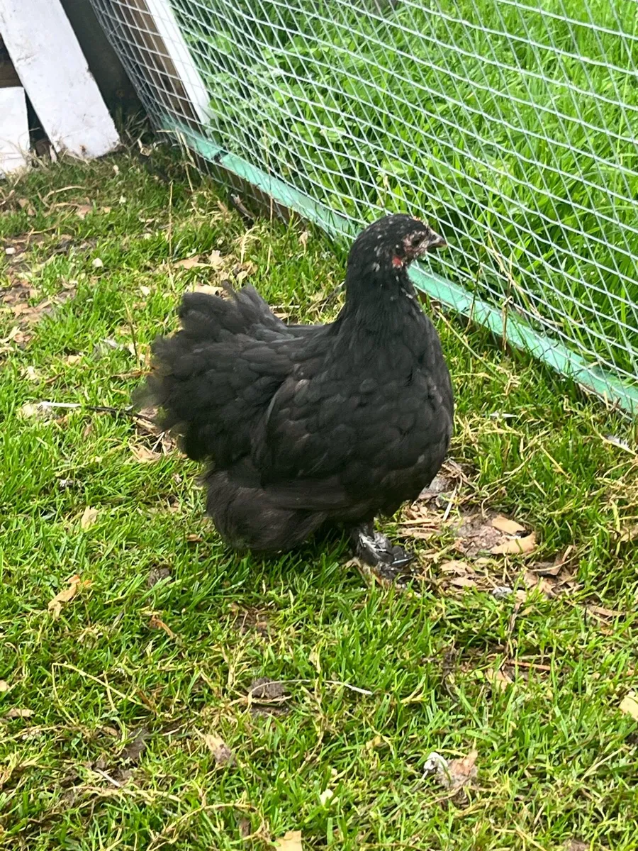 Olive Egger Rooster & Black Pekins - Image 1