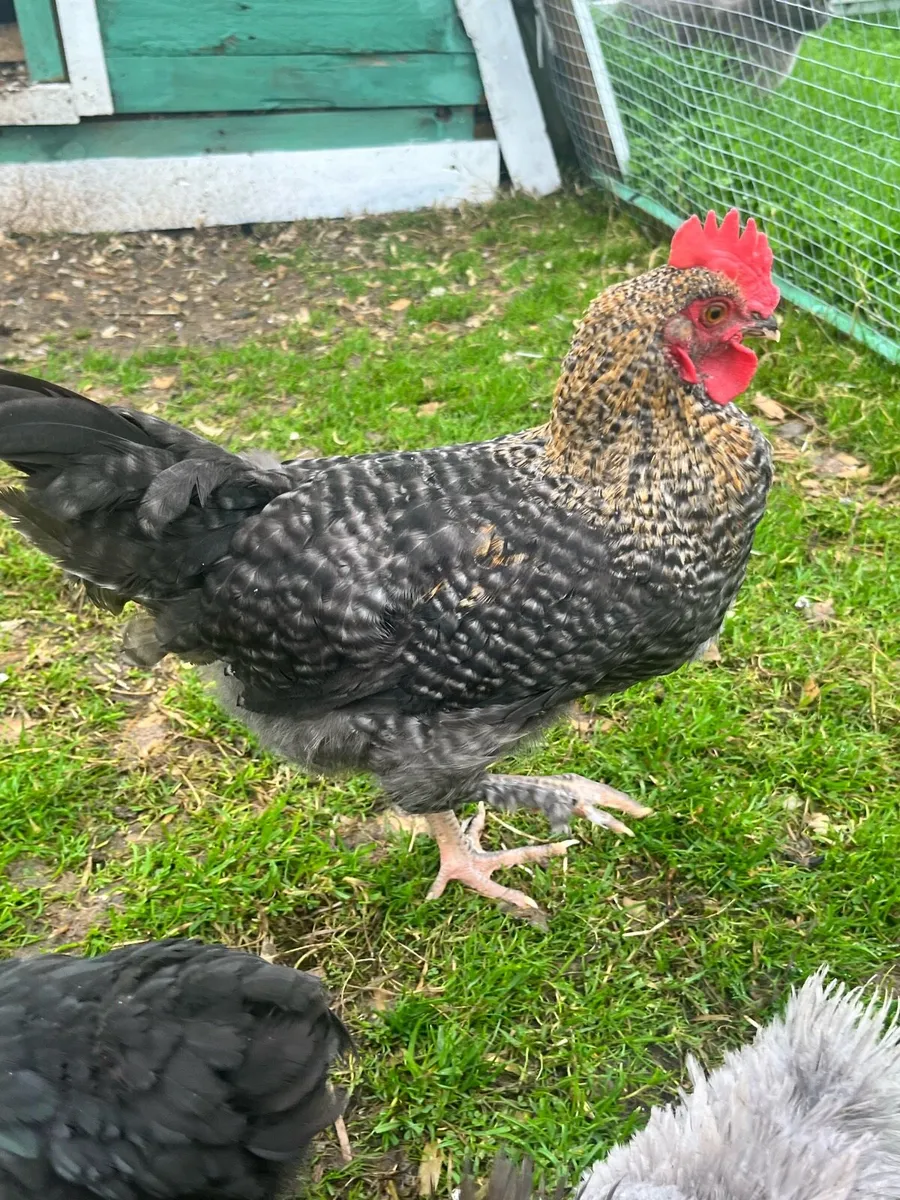 Olive Egger Rooster & Black Pekins - Image 4