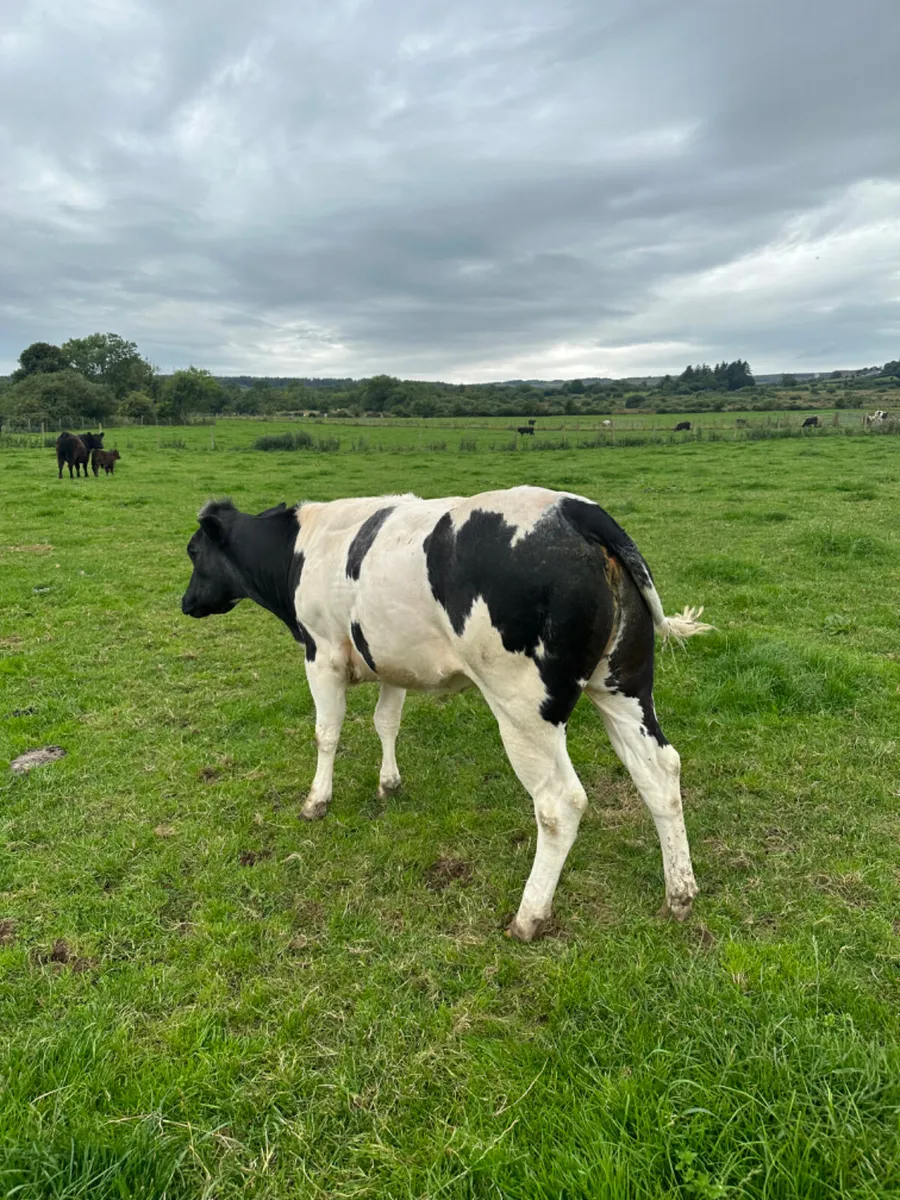 Springing blue heifer - Image 3