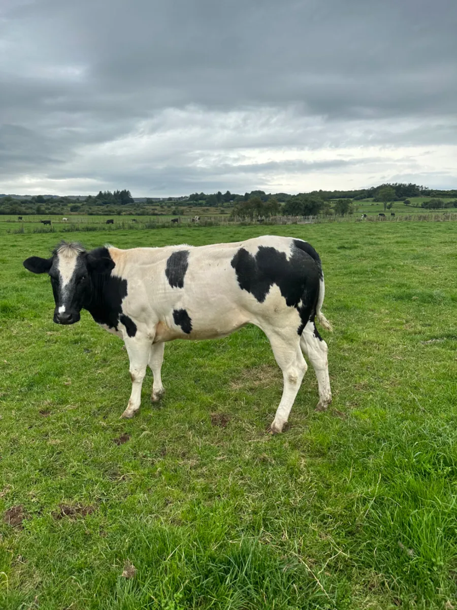 Springing blue heifer - Image 2