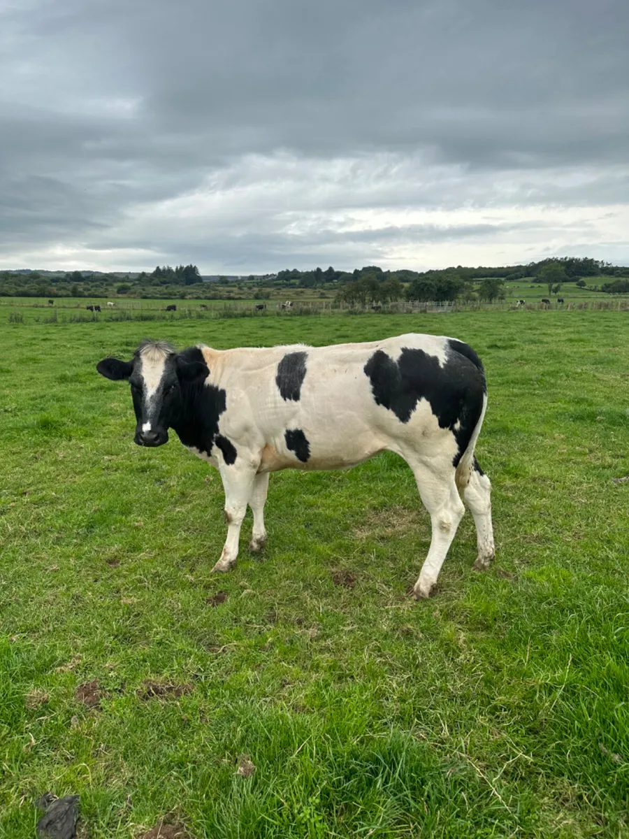Springing blue heifer - Image 1