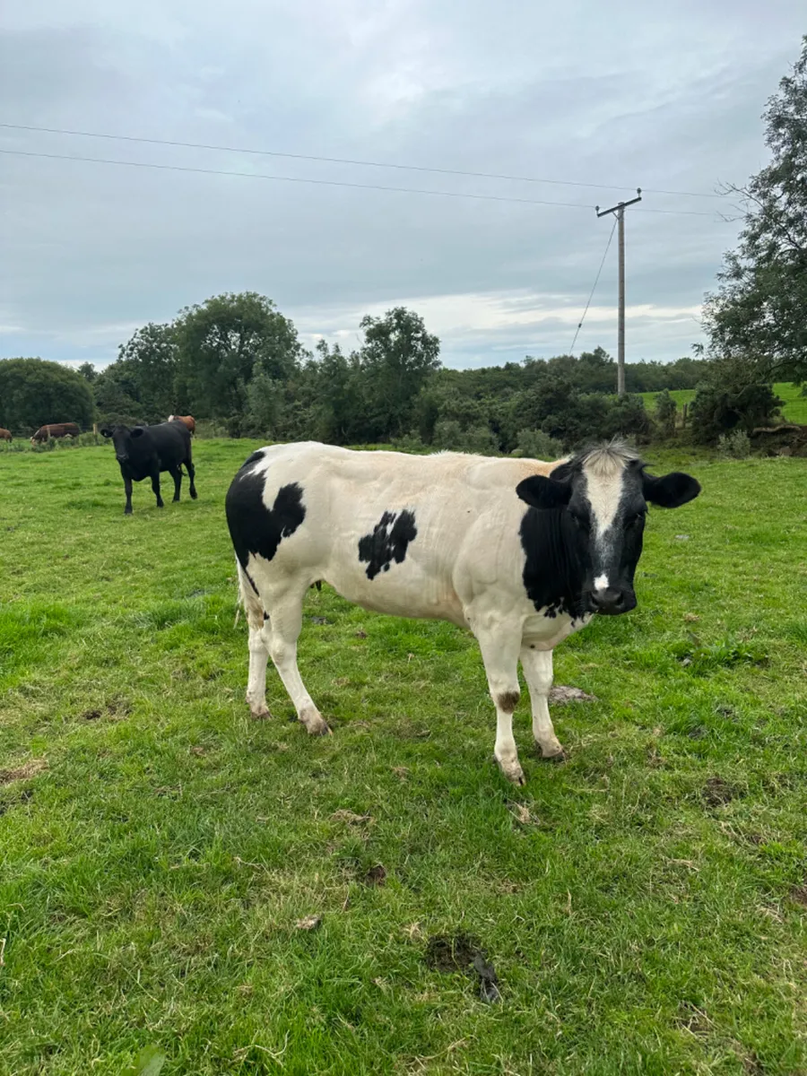 Springing blue heifer - Image 4