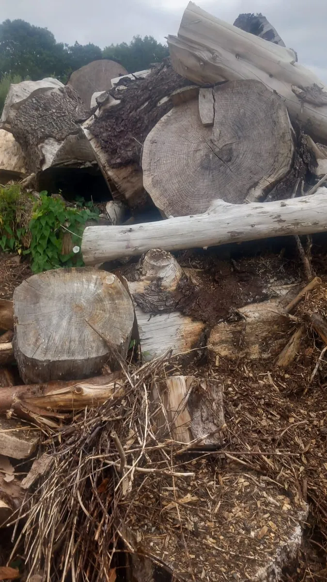 Firewood  For Sale - Image 2