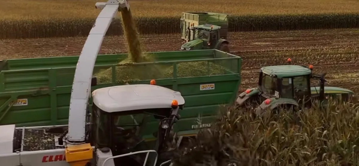 Maize - Image 1