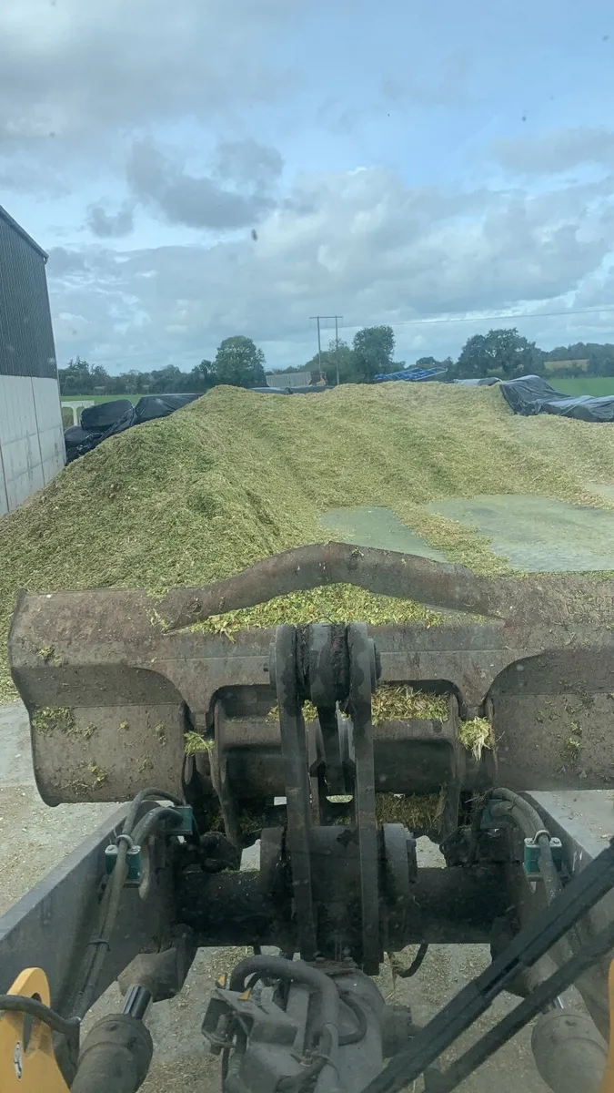 Maize - Image 2