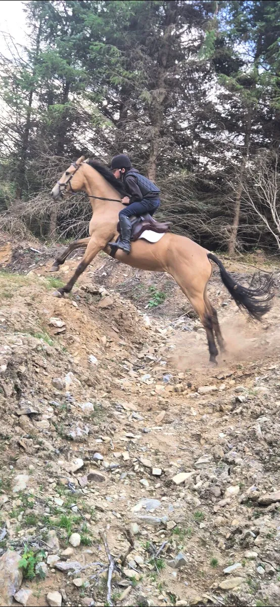 Dun TB X CONNEMARA - Image 3