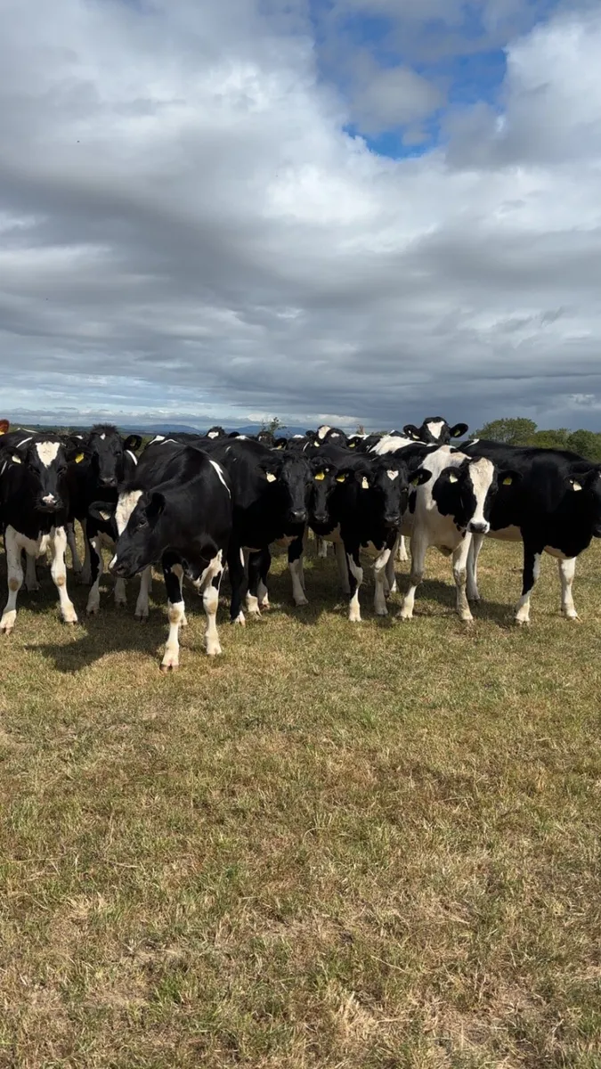 Spring calving heifers - Image 1