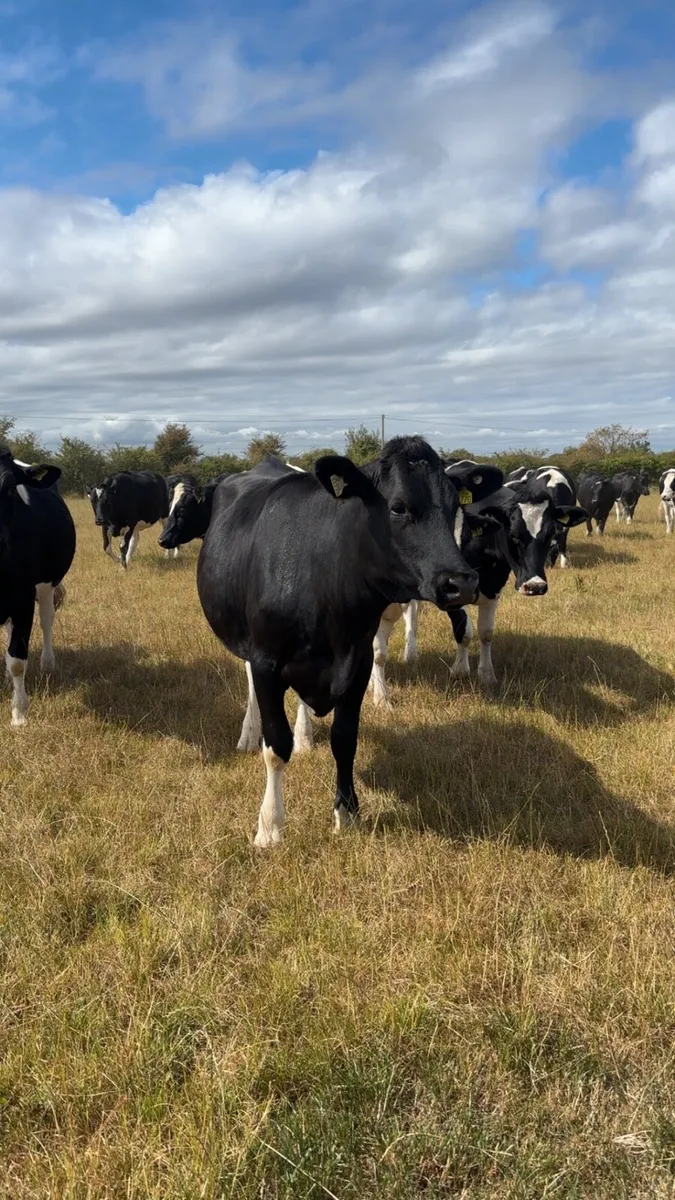 Spring calving heifers - Image 2
