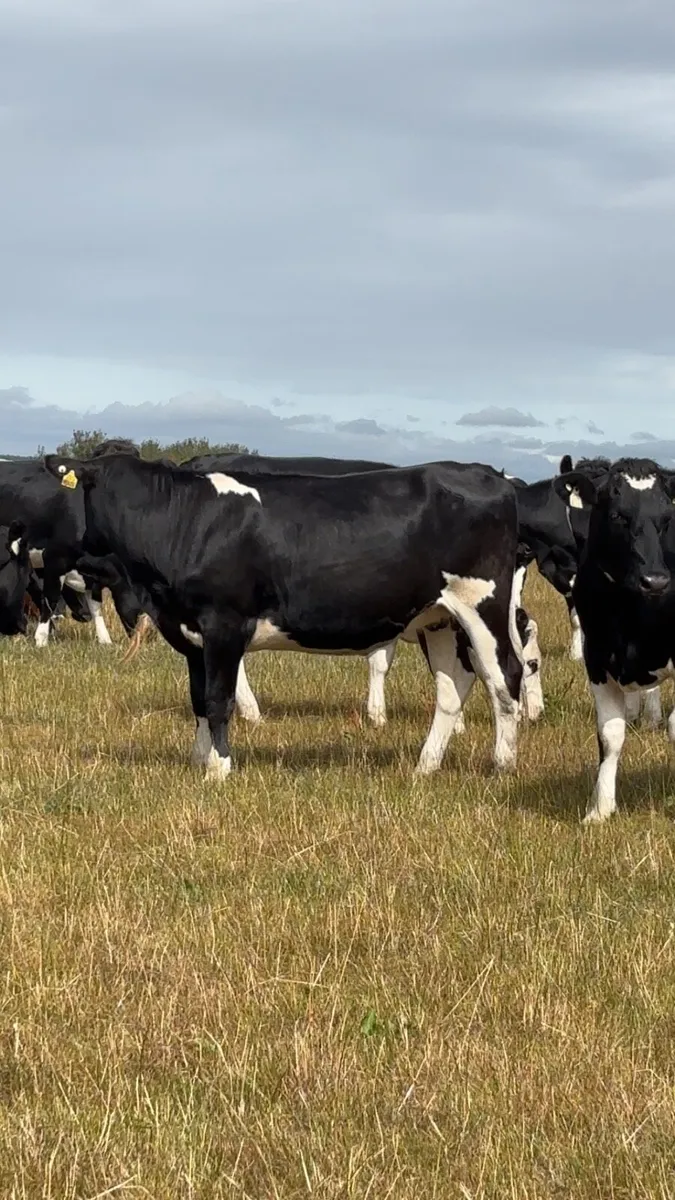 Spring calving heifers - Image 3