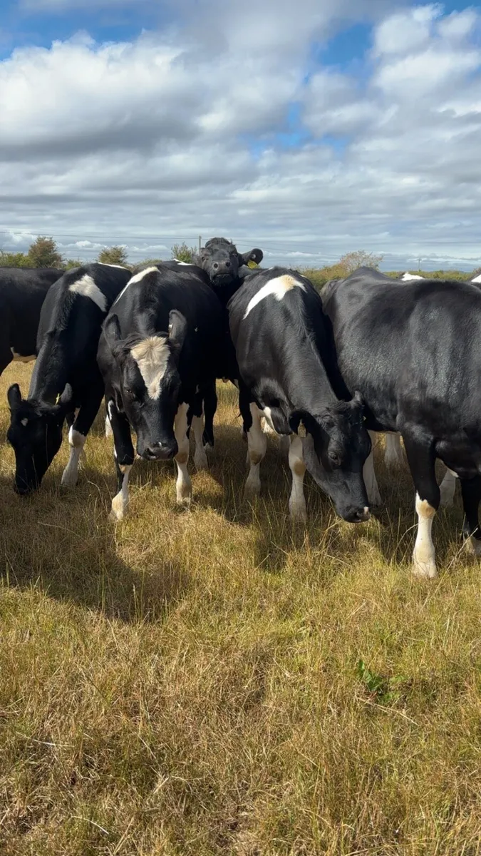 Spring calving heifers - Image 4