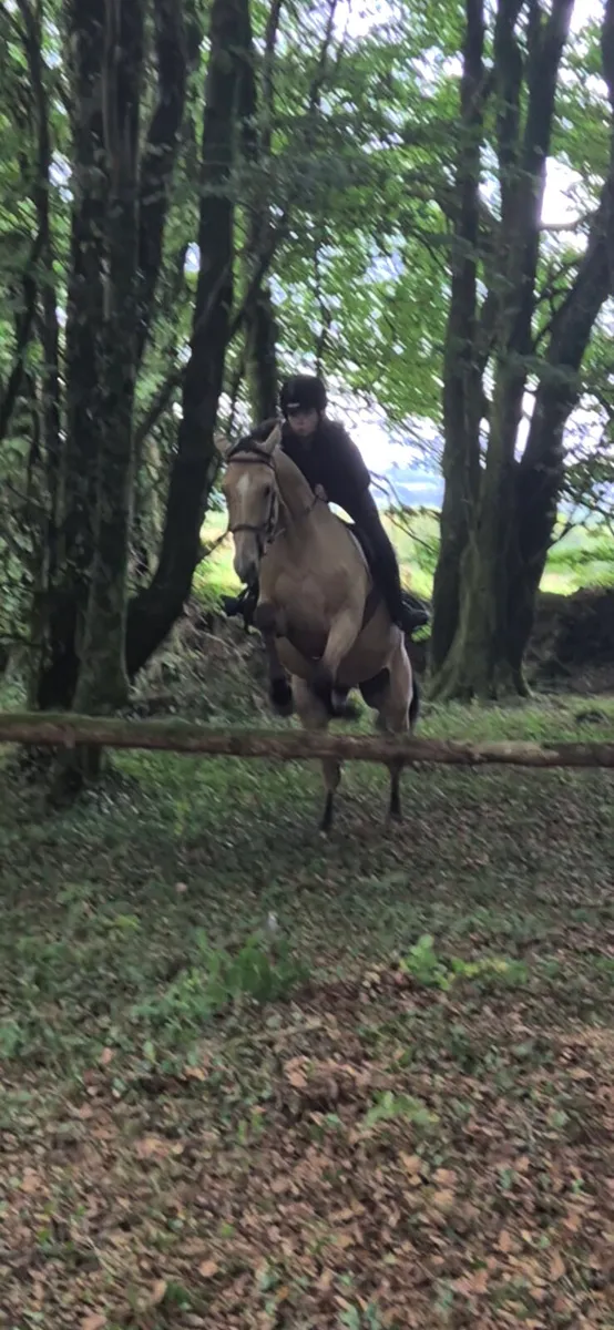 Dun TB X CONNEMARA - Image 4