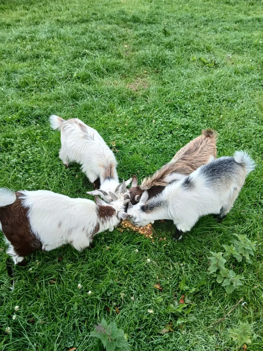 Males pigmy kids - Image 2