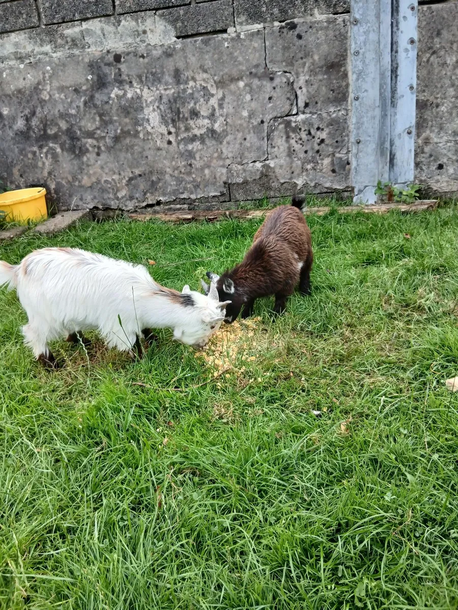 Males pigmy kids - Image 3