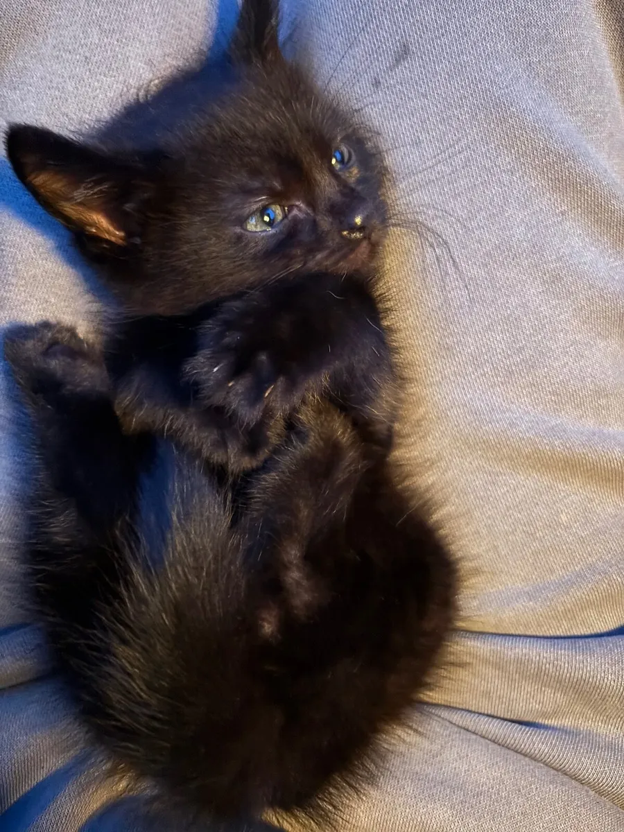 Kitten with everything included - Image 1