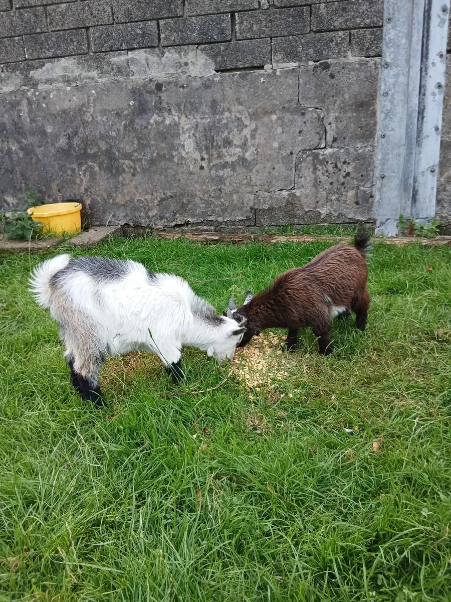 Males pigmy kids - Image 4