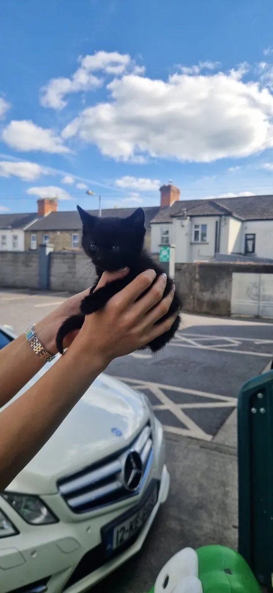 Kitten with everything included - Image 2