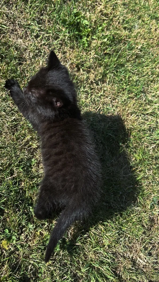 Kitten with everything included - Image 3