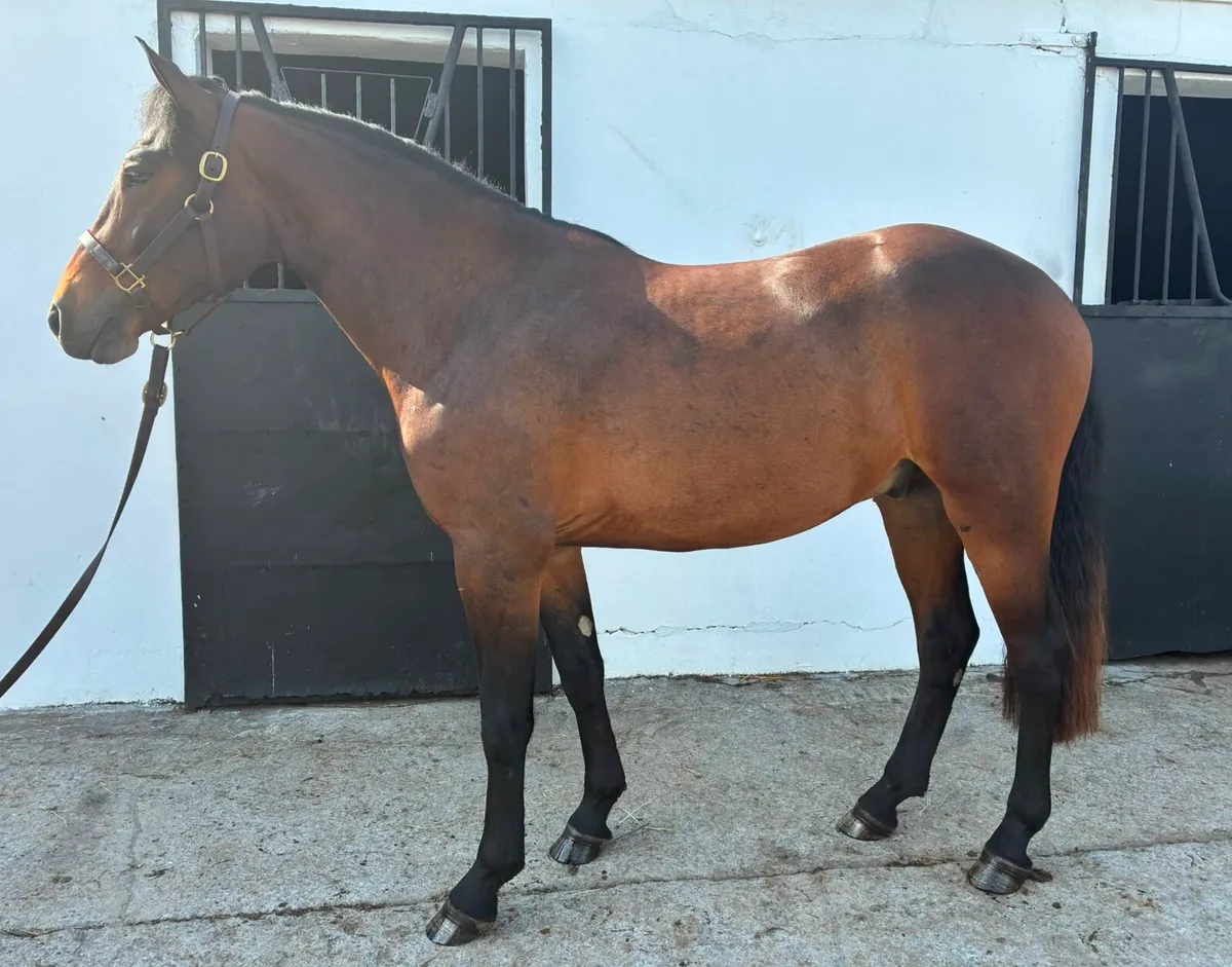 Connemara geldings - Image 2