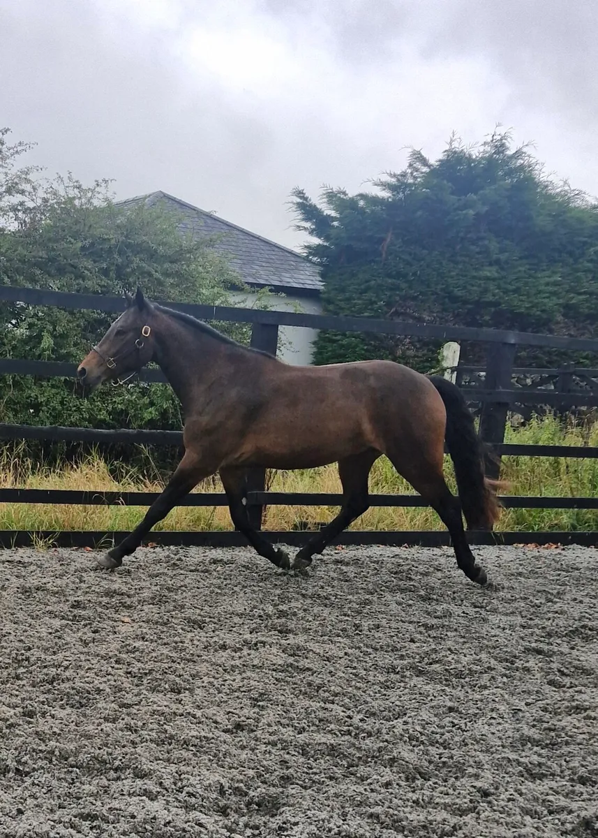 Connemara geldings - Image 3