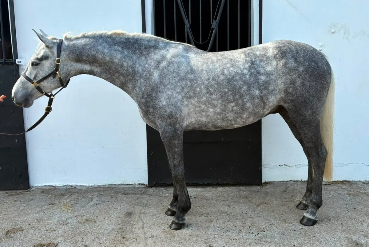 Connemara geldings - Image 4