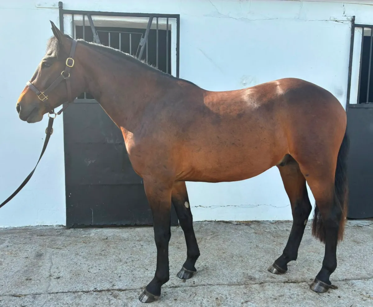 Connemara geldings - Image 1