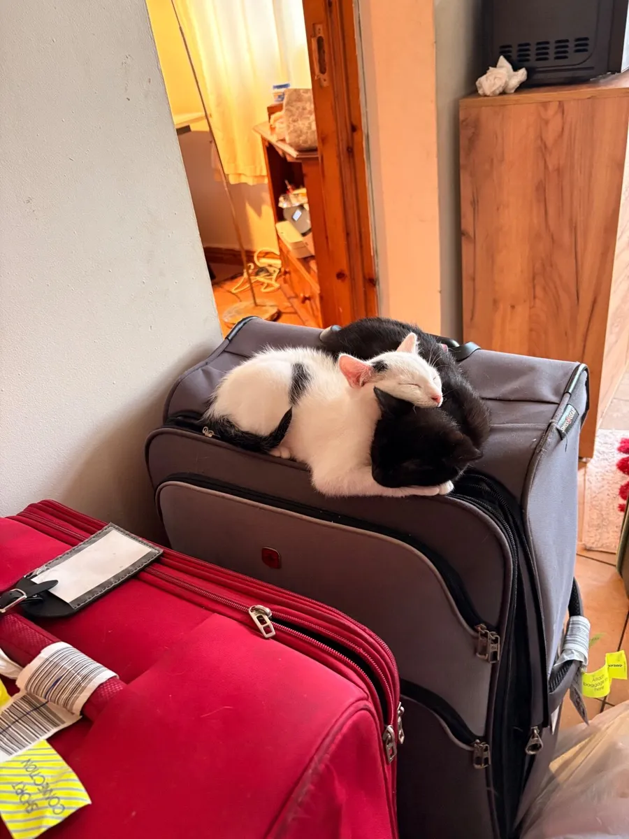 Kittens - Image 1