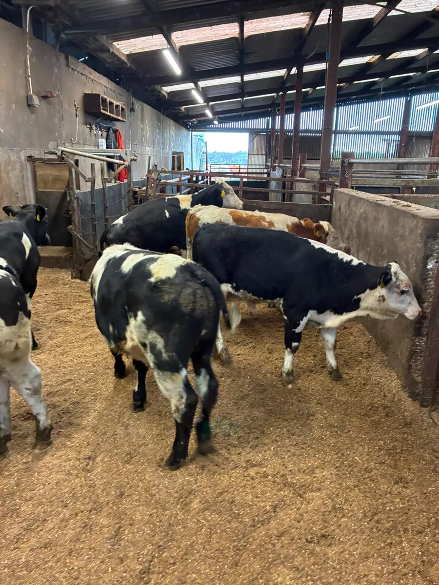 Bulls - Image 2